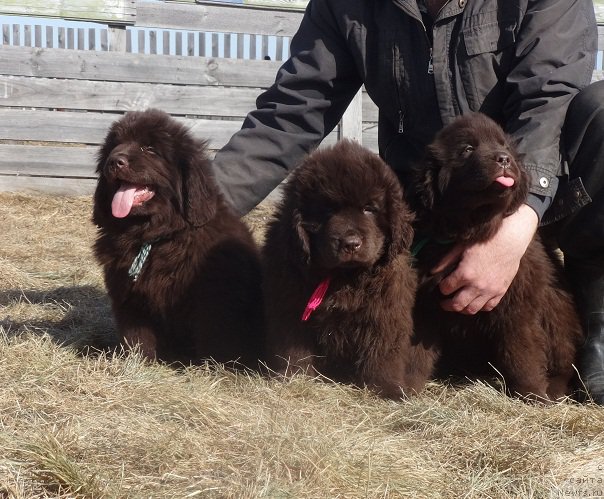 Фото: ньюфаундленд Ньюфорт Уитни Традиция Легенды