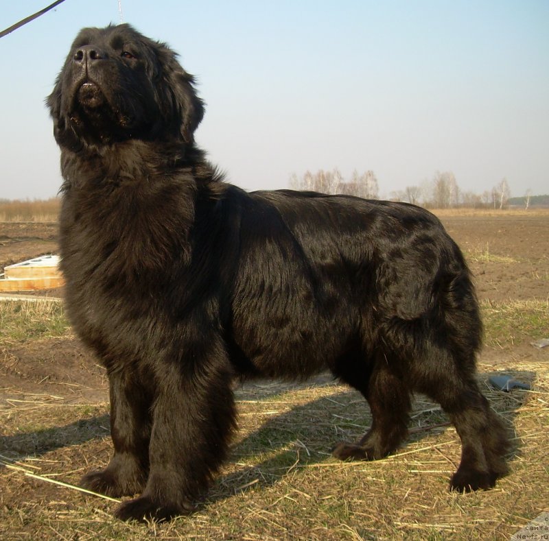 Фото: ньюфаундленд Velyke Malyatko Velykolepna Soloha