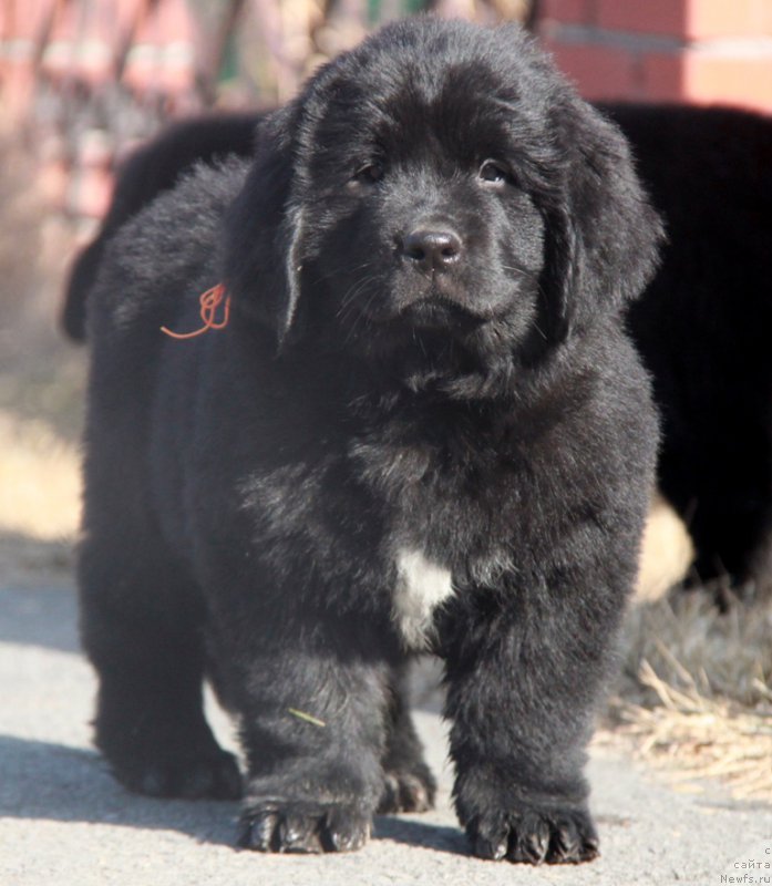 Фото: ньюфаундленд Аквиан Сонг Прекрасная Маркиза