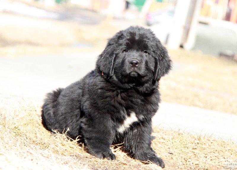 Фото: ньюфаундленд Аквиан Сонг Прекрасная Маркиза