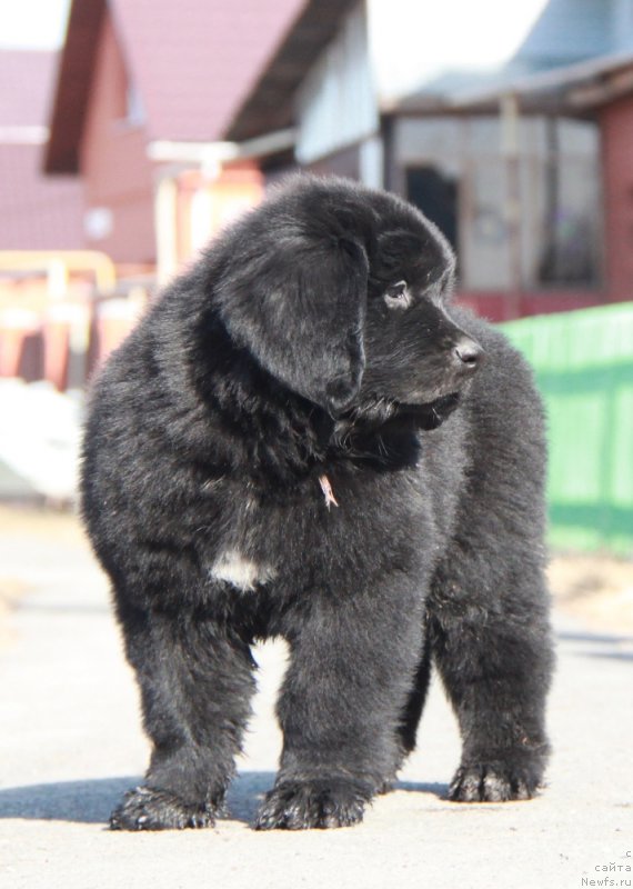 Фото: ньюфаундленд Аквиан Сонг Пинк Пантер