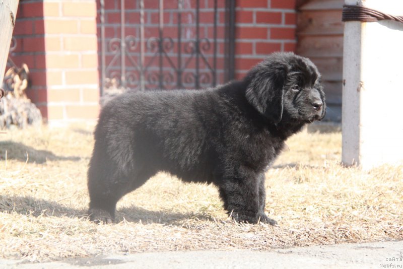 Фото: ньюфаундленд Аквиан Сонг Пинк Пантер