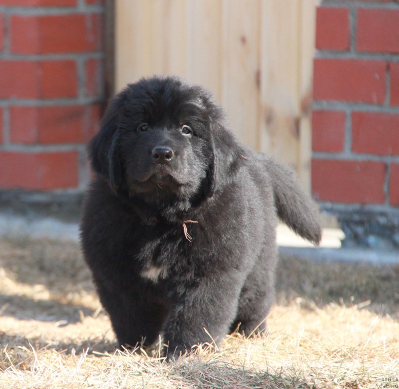 Фото: ньюфаундленд Аквиан Сонг Пинк Пантер