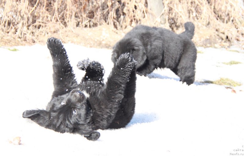 Фото: ньюфаундленд Аквиан Сонг Пинк Пантер