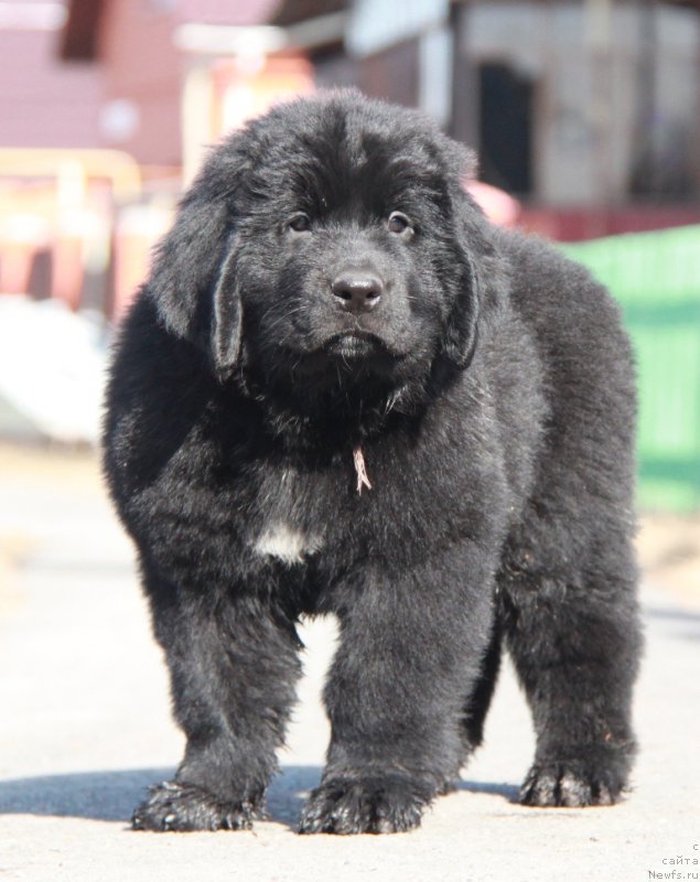 Фото: ньюфаундленд Аквиан Сонг Пинк Пантер