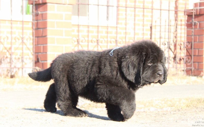 Фото: ньюфаундленд Аквиан Сонг Перформанс