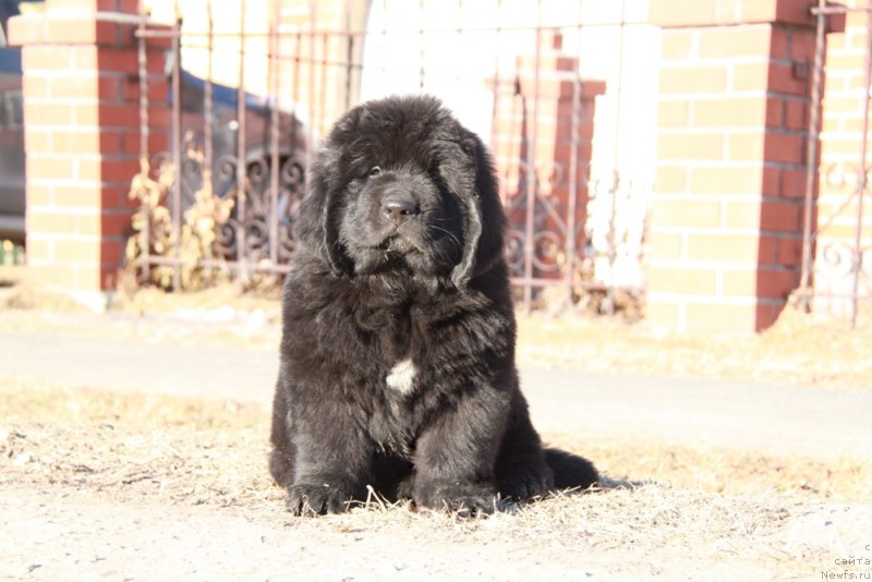 Фото: ньюфаундленд Аквиан Сонг Перформанс