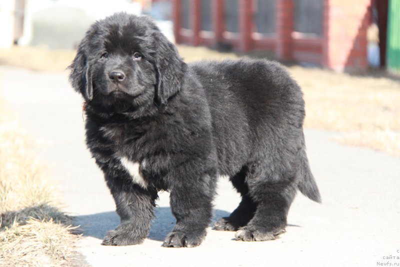 Фото: ньюфаундленд Аквиан Сонг Прекрасная Маркиза