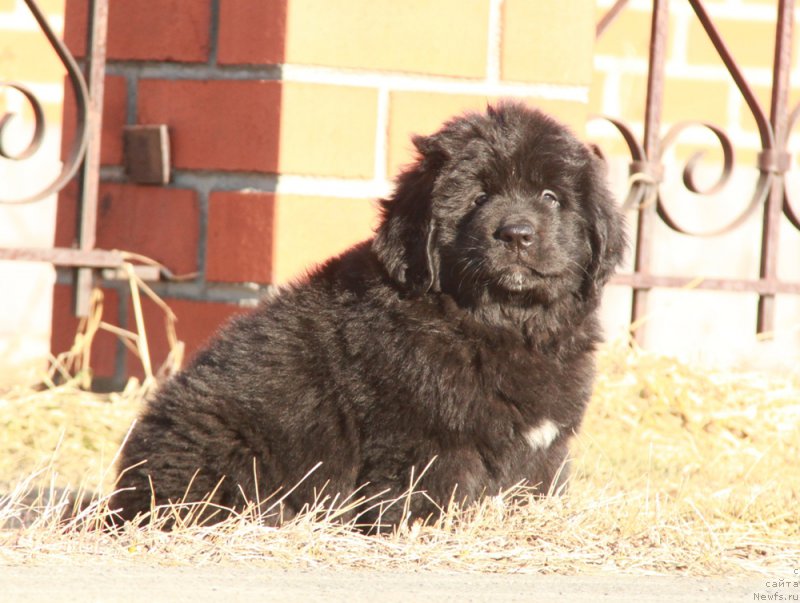 Фото: ньюфаундленд Аквиан Сонг Принцесс оф Найгт