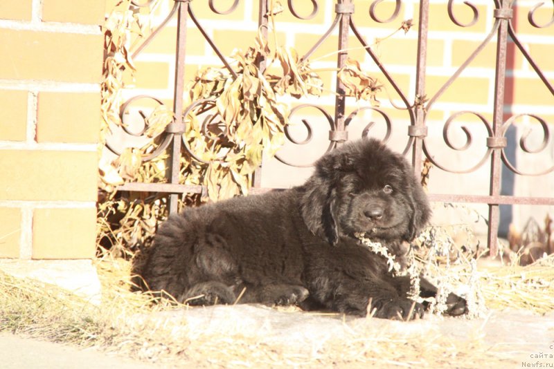 Фото: ньюфаундленд Аквиан Сонг Принцесс оф Найгт