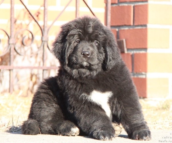 Фото: ньюфаундленд Аквиан Сонг Палома Пикассо