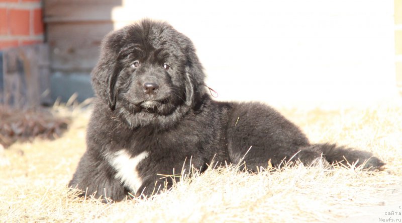 Фото: ньюфаундленд Аквиан Сонг Палома Пикассо