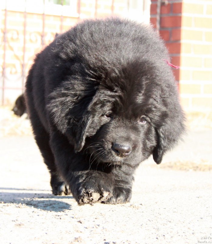 Фото: ньюфаундленд Аквиан Сонг Палома Пикассо