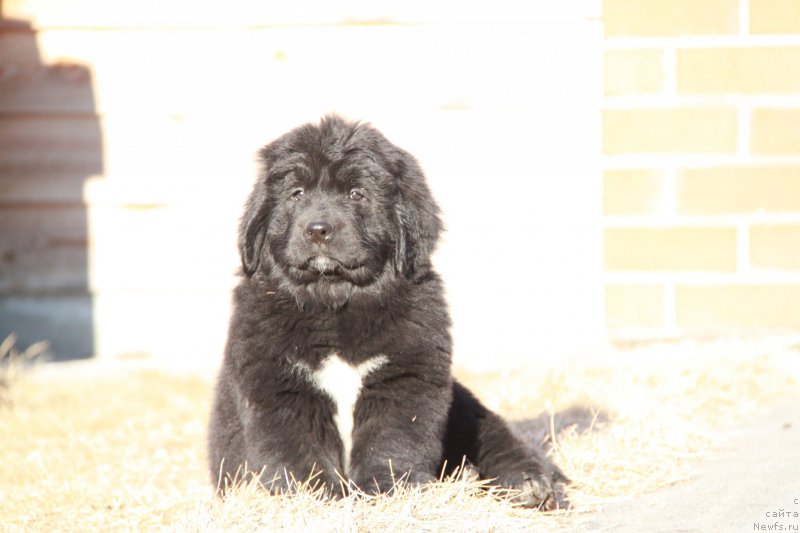 Фото: ньюфаундленд Аквиан Сонг Палома Пикассо