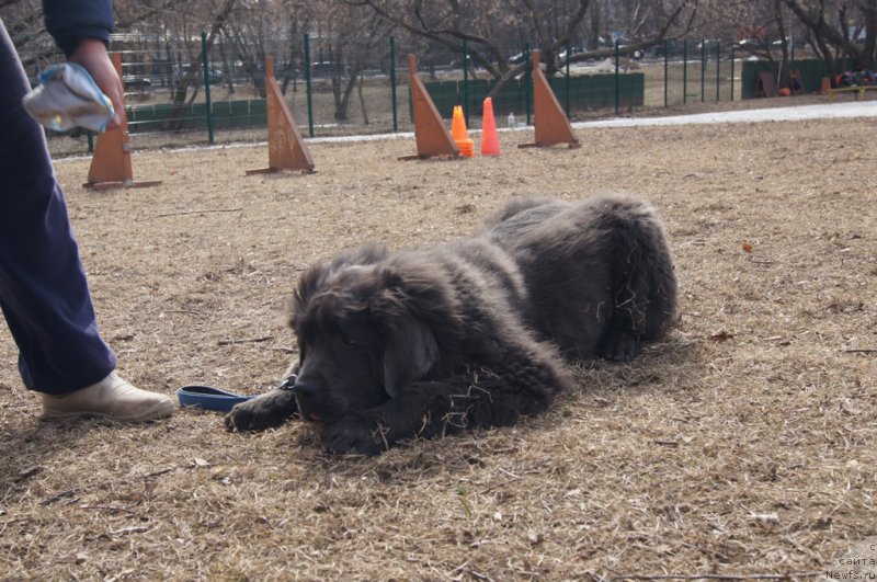 Фото: ньюфаундленд Ангел Хранитель Граффидд (Angel Khranitel Gruffidd)
