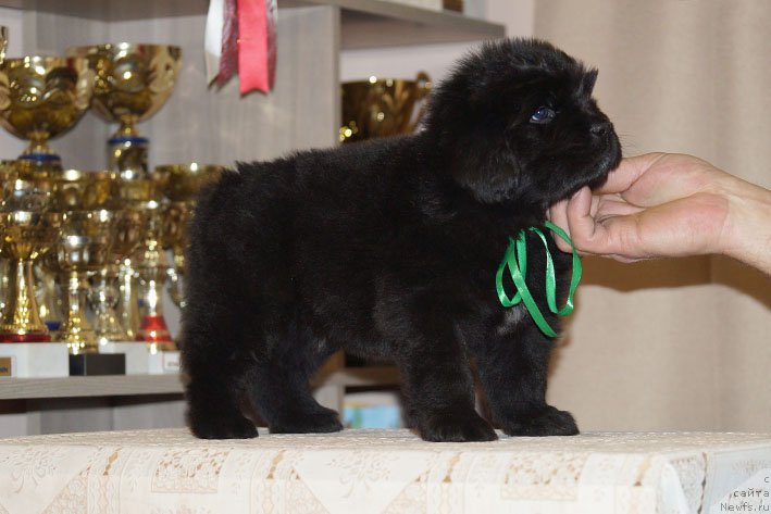 Фото: ньюфаундленд Дон с Берега Дона (Don s Berega Dona)