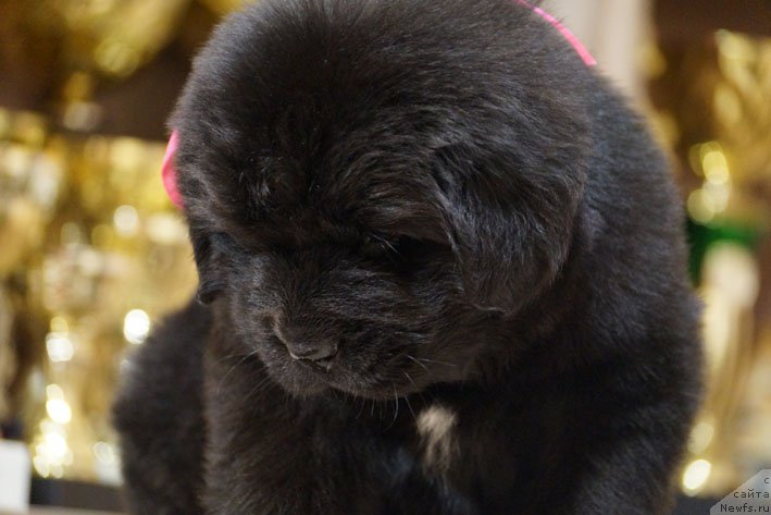 Фото: ньюфаундленд Держава с Берега Дона (Derzhava s Berega Dona)