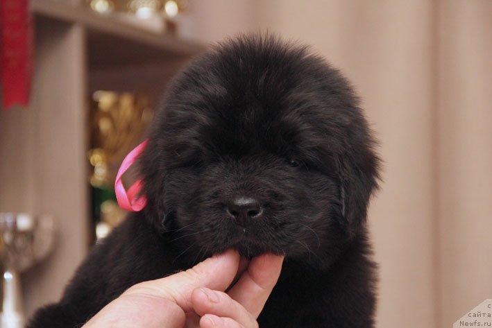 Фото: ньюфаундленд Держава с Берега Дона (Derzhava s Berega Dona)