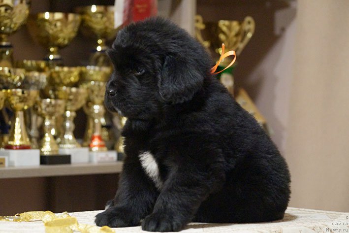 Фото: ньюфаундленд Дары Приносящая с Берега Дона (Dary Prinosjashhaya s Berega Dona)