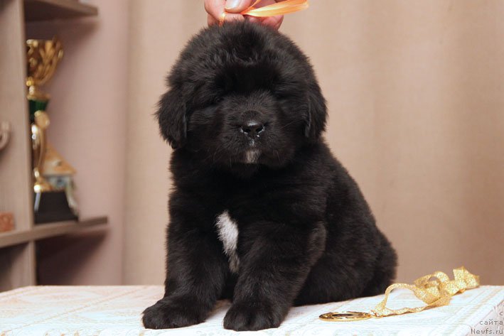 Фото: ньюфаундленд Дары Приносящая с Берега Дона (Dary Prinosjashhaya s Berega Dona)