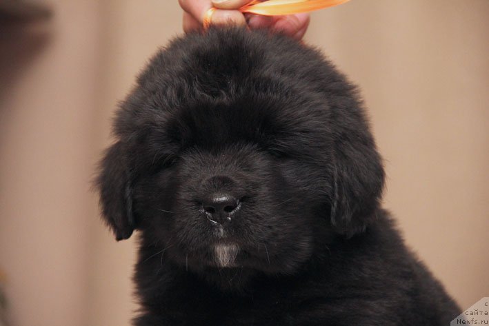 Фото: ньюфаундленд Дары Приносящая с Берега Дона (Dary Prinosjashhaya s Berega Dona)