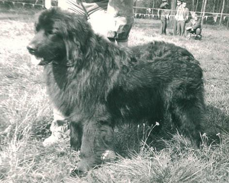 Фото: ньюфаундленд Аст Ют Жерри