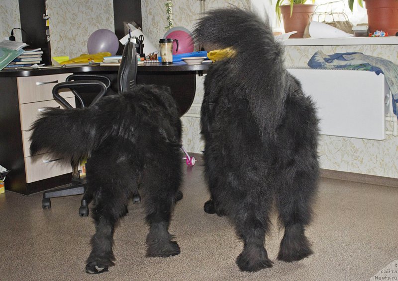 Фото: ньюфаундленд Черный Балу Добрыня, ньюфаундленд Львиное Сердце