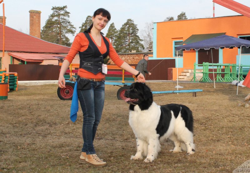 Фото: ньюфаундленд Флюфи Аваланч Панацея