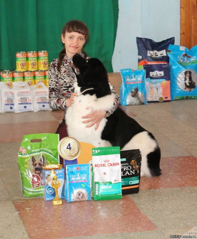 Фото: ньюфаундленд Флюфи Аваланч Панацея