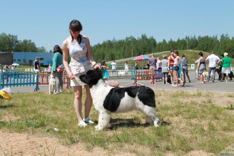 Фото: ньюфаундленд Флюфи Аваланч Панацея
