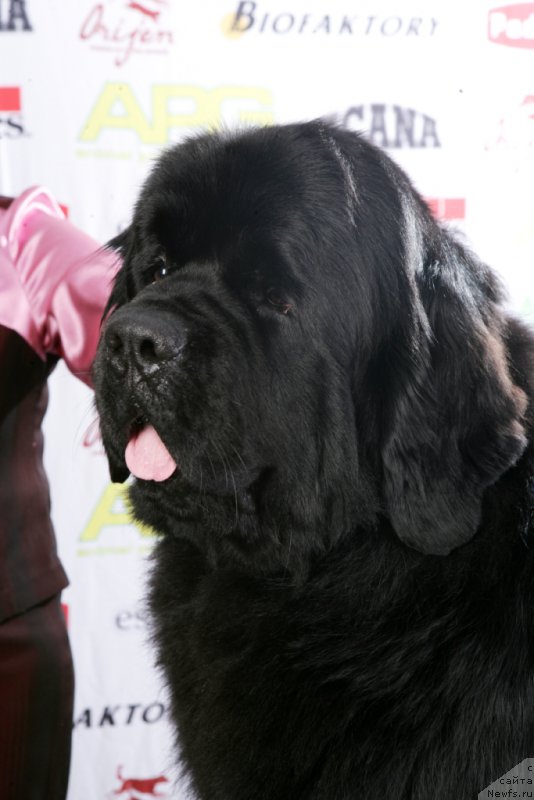 Фото: ньюфаундленд Velyke Malyatko Gimli