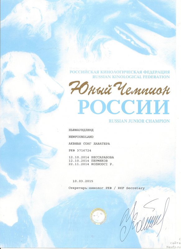 Фото: ньюфаундленд Аквиан Сонг Лаватера (Akvian Song Lavatera)