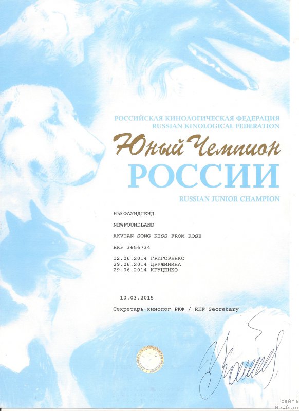 Фото: ньюфаундленд Аквиан Сонг Кисс Фром Роуз (Akvian Song Kiss from Rouz)