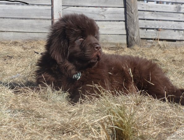 Фото: ньюфаундленд Ньюфорт Вивиан