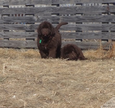 Фото: ньюфаундленд Ньюфорт Ворожея