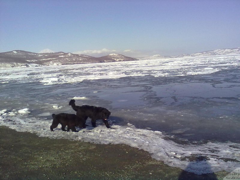 Фото: ньюфаундленд J'avellawinner Maria iz Volotova, ньюфаундленд Сент Джонс Невер Гив Ап (Sent Djons Never Giv Up)