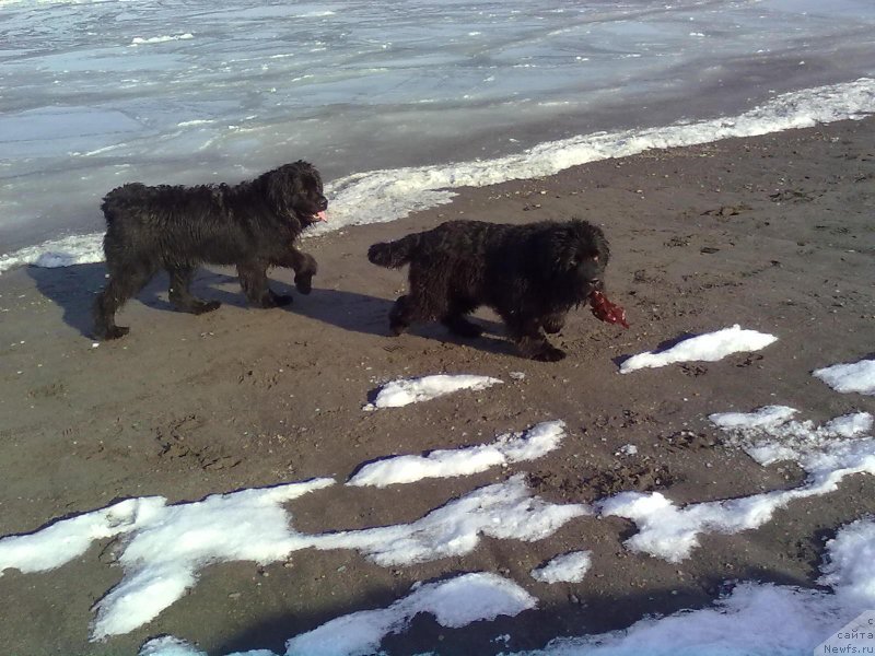 Фото: ньюфаундленд J'avellawinner Maria iz Volotova, ньюфаундленд Сент Джонс Невер Гив Ап (Sent Djons Never Giv Up)