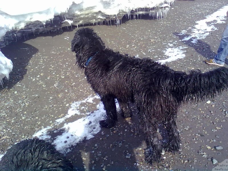 Фото: ньюфаундленд J'avellawinner Maria iz Volotova