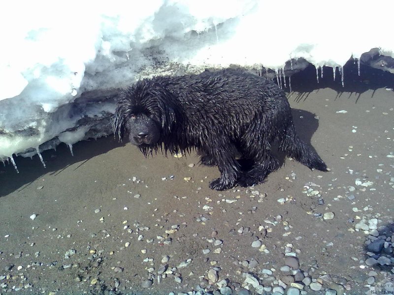 Фото: ньюфаундленд Сент Джонс Невер Гив Ап (Sent Djons Never Giv Up)