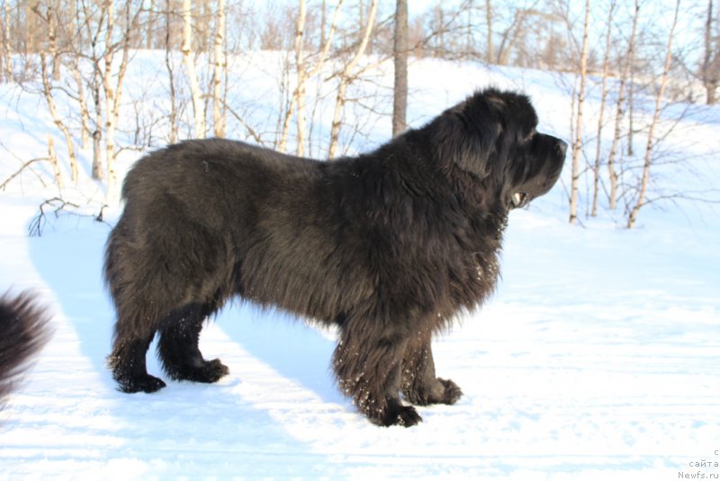 Фото: ньюфаундленд Бегущая по Волнам Зеро Коол