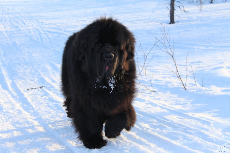 Фото: ньюфаундленд Бегущая по Волнам Зеро Коол