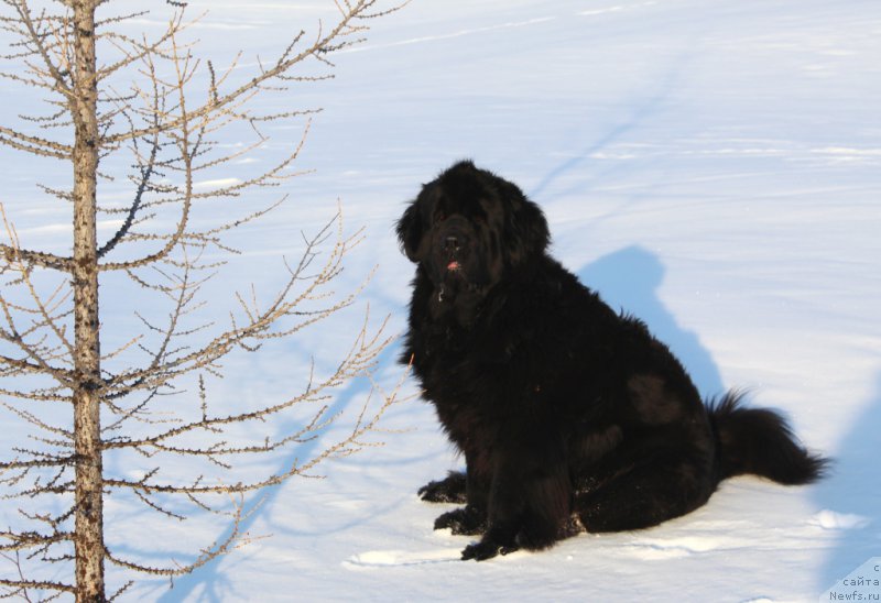 Фото: ньюфаундленд Янтарная Мечта