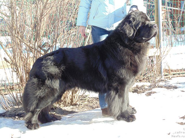 Фото: ньюфаундленд Дар Свезы Сии Энд Эдмире