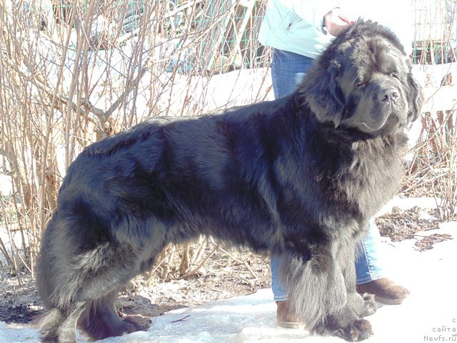 Фото: ньюфаундленд Дар Свезы Сии Энд Эдмире