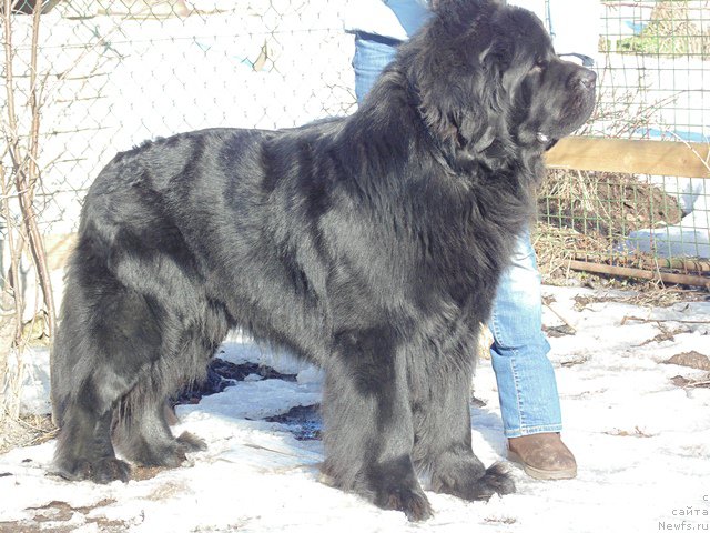 Фото: ньюфаундленд Дар Свезы Сии Энд Эдмире