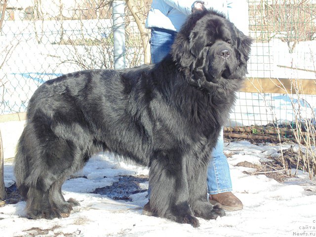 Фото: ньюфаундленд Дар Свезы Сии Энд Эдмире