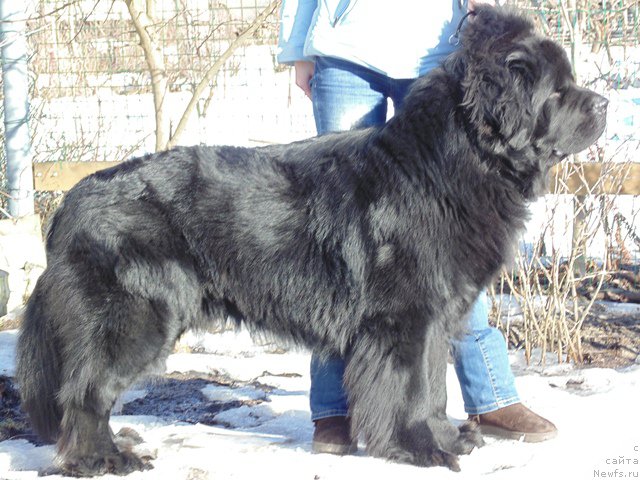 Фото: ньюфаундленд Дар Свезы Сии Энд Эдмире