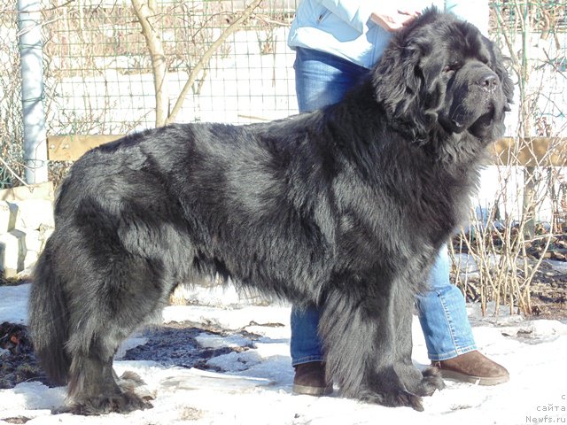 Фото: ньюфаундленд Дар Свезы Сии Энд Эдмире