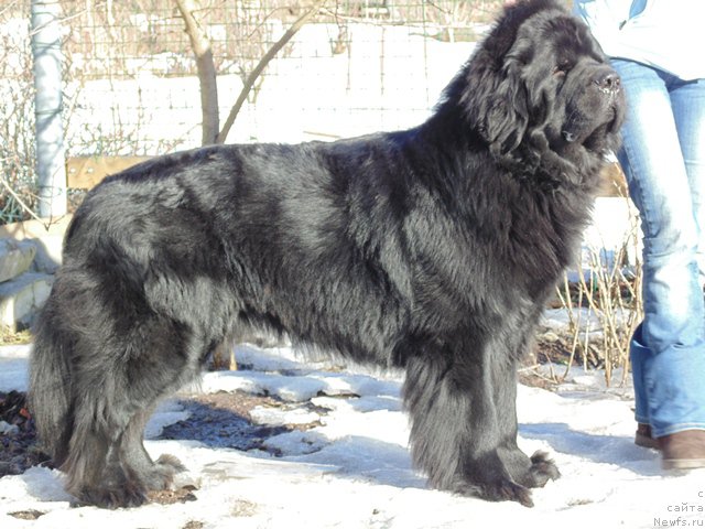 Фото: ньюфаундленд Дар Свезы Сии Энд Эдмире