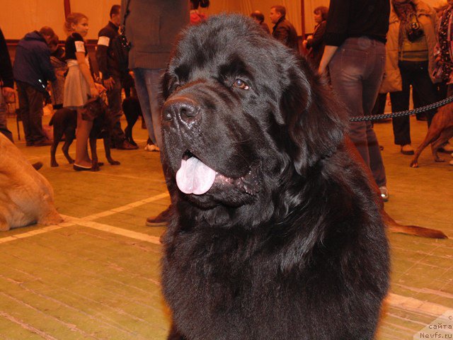 Фото: ньюфаундленд Дар Свезы Сии Энд Эдмире